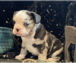 Small Photo #43 French Bulldog Puppy For Sale in KENDALL PARK, NJ, USA
