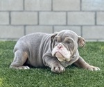 Small Photo #4 English Bulldog Puppy For Sale in LAS VEGAS, NV, USA