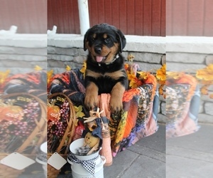 Rottweiler Puppy for sale in DELAND, FL, USA
