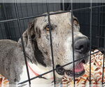 Small #1 Great Dane