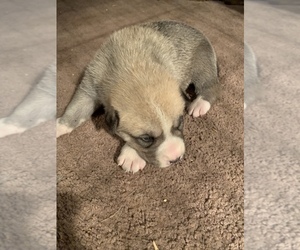 Great Pyrenees-Siberian Husky Mix Puppy for sale in HARWOOD, MD, USA