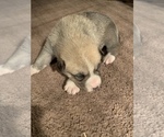 Small Photo #1 Pyrenees Husky Puppy For Sale in HARWOOD, MD, USA