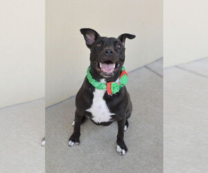 Labrador Retriever-Staffordshire Bull Terrier Mix Dogs for adoption in McKinney, TX, USA