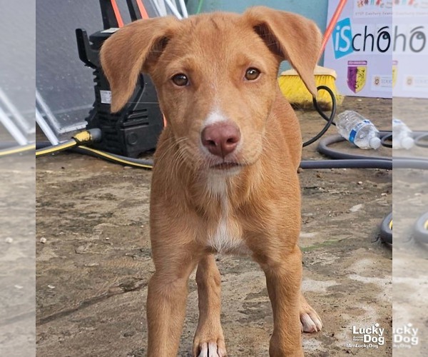 Medium Photo #1 Labrador Retriever-Unknown Mix Puppy For Sale in Washington, DC, USA
