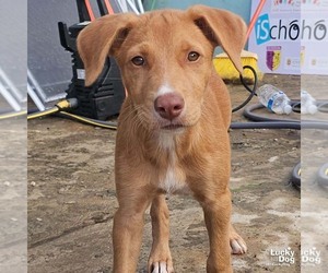 Labrador Retriever-Unknown Mix Dogs for adoption in Washington, DC, USA