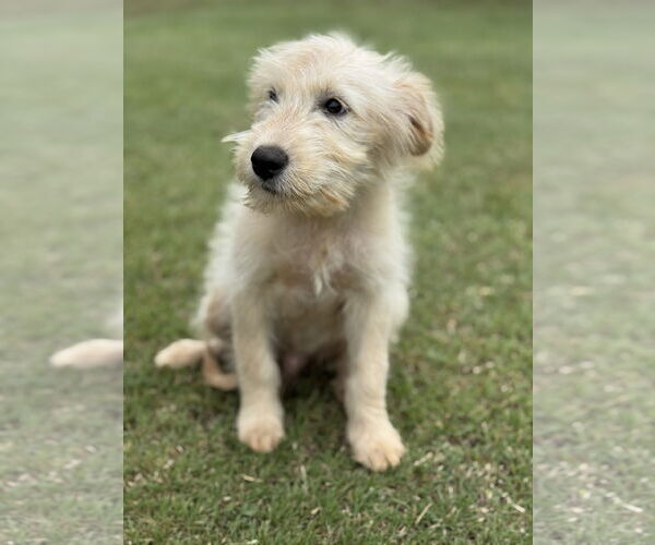 Medium Photo #5 Mutt Puppy For Sale in PIPE CREEK, TX, USA