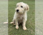 Small #4 Mutt