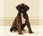 Puppy Max Boxer