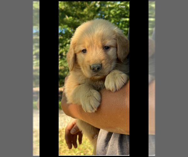 Medium Photo #1 Golden Retriever Puppy For Sale in CRANSTON, RI, USA
