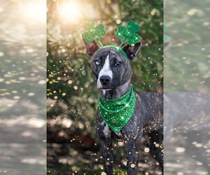 ASTRID - Female Siberian Husky-Whippet Mix Dog for Adoption - Photo #4