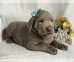 Small Photo #4 Labrador Retriever Puppy For Sale in CEDAR LANE, PA, USA