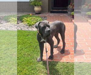 Argos (Courtesy Post) Adopt Me! - Male Mutt Dog for Adoption - Photo #2
