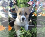 Small Photo #5 Neapolitan Mastiff Puppy For Sale in WASHBURN, MO, USA