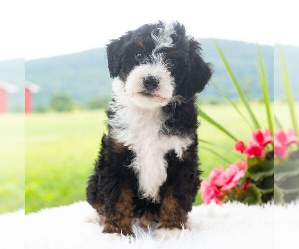 Medium Photo #4 Bernedoodle (Miniature) Puppy For Sale in NEWPORT, PA, USA
