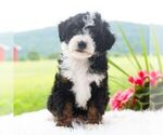 Small #3 Bernedoodle (Miniature)