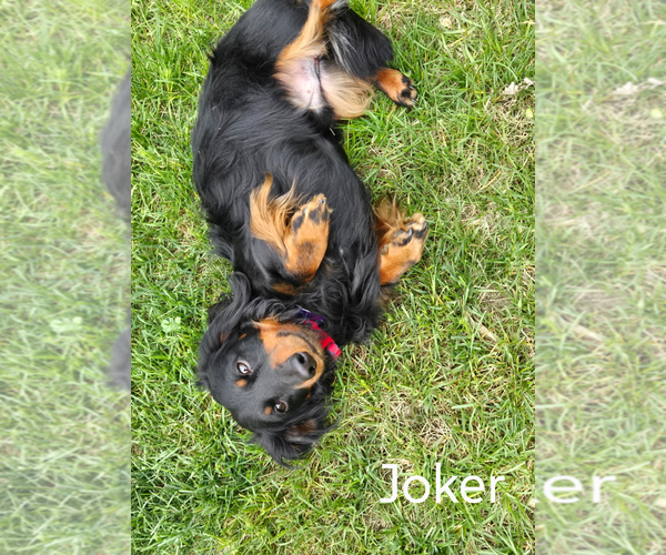 Medium Photo #2 Dachshund Puppy For Sale in Sioux Falls, SD, USA