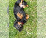 Small #1 Dachshund