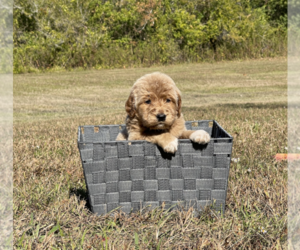 Goldendoodle Puppy for sale in WILLIS, TX, USA