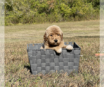 Small Photo #1 Goldendoodle Puppy For Sale in WILLIS, TX, USA