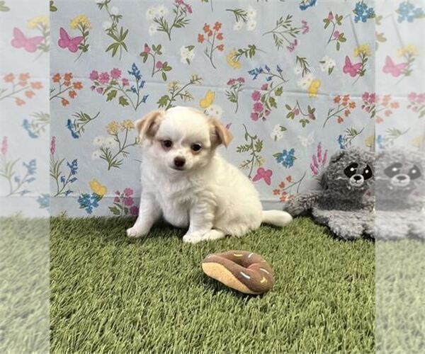 Medium Photo #11 Chihuahua Puppy For Sale in DORAL, FL, USA