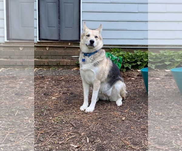 Medium Photo #2 German Shepherd Dog-Siberian Husky Mix Puppy For Sale in Spring Lake, NC, USA