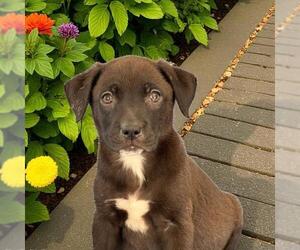 Labrador Retriever-Unknown Mix Dogs for adoption in San Diego, CA, USA
