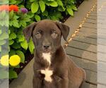 Small Labrador Retriever Mix