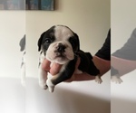 Small Photo #2 Olde English Bulldogge Puppy For Sale in DELAND, FL, USA