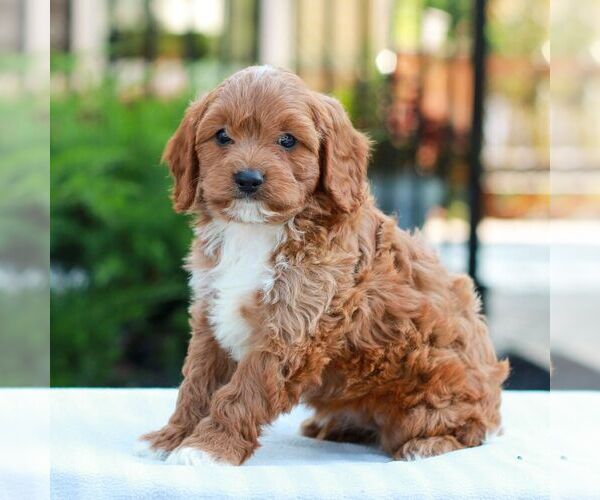 Medium Photo #3 Cavapoo (Miniature) Puppy For Sale in LITITZ, PA, USA