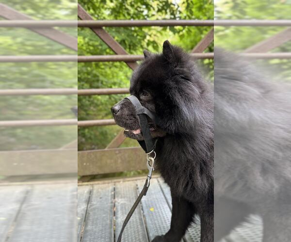 Medium Photo #3 Chow Chow Puppy For Sale in Prescott, Ontario, Canada