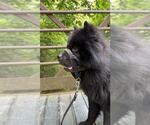 Small #2 Chow Chow