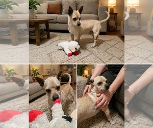 Chihuahua-Unknown Mix Dogs for adoption in Minneapolis, MN, USA
