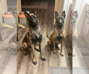 Father of the Belgian Malinois puppies born on 10/18/2025