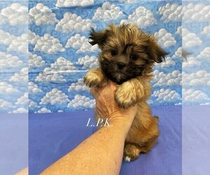 Mal-Shi Puppy for sale in WINNSBORO, LA, USA
