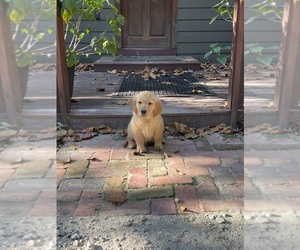 Golden Retriever Puppy for sale in AIKEN, SC, USA