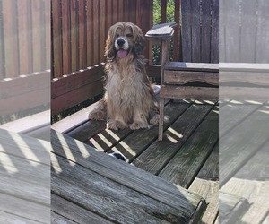 Father of the Cocker Spaniel puppies born on 09/17/2025