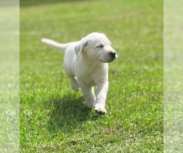 Medium Photo #5 Labrador Retriever Puppy For Sale in HAMPSTEAD, NC, USA