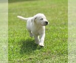 Litter of 8 - Male Labrador RetrieverLitter of Puppies for Sale - Photo #5