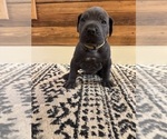 Small Photo #62 Cane Corso Puppy For Sale in BARBOURSVILLE, VA, USA