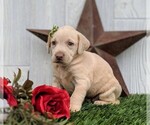 Small #2 Labrador Retriever