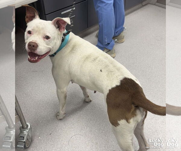 Medium Photo #2 American Pit Bull Terrier-Bulldog Mix Puppy For Sale in Washington, DC, USA