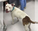 Small #1 American Pit Bull Terrier-Bulldog Mix