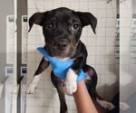 Small #2 American Pit Bull Terrier