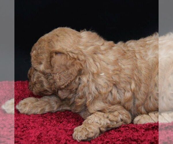 Medium Photo #2 Goldendoodle-Poodle (Miniature) Mix Puppy For Sale in STANLEY, WI, USA