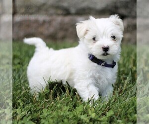 Maltese Puppy for sale in ATGLEN, PA, USA