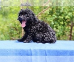 Small #31 Poodle (Toy)