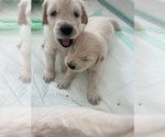 Small #11 Golden Retriever