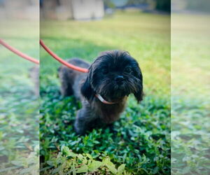 Maltese-Unknown Mix Dogs for adoption in Pacolet, SC, USA