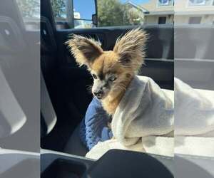 Chihuahua-Unknown Mix Dogs for adoption in Rowlett, TX, USA