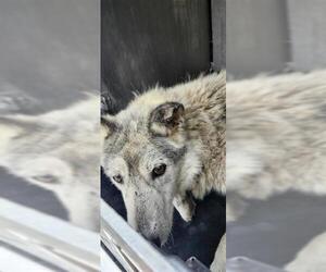 Siberian Husky Dogs for adoption in San Antonio, TX, USA